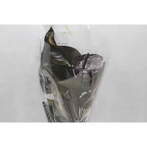 ANTHURIUM BLACK WINNER P17