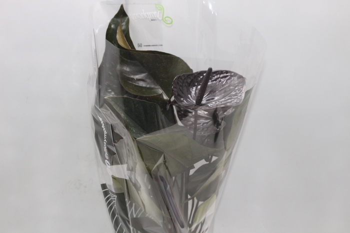 <h4>ANTHURIUM BLACK WINNER P17</h4>