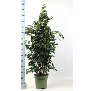 Ficus benja. 'Danielle'