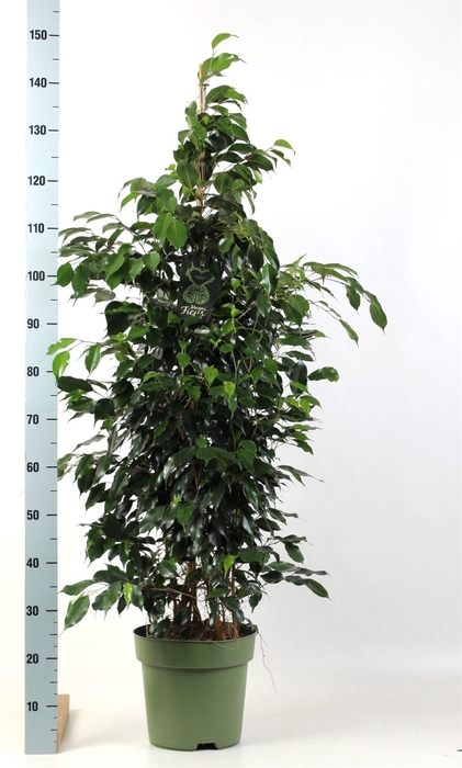 <h4>Ficus benja. 'Danielle'</h4>