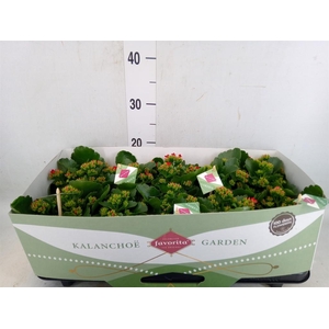 Kalanchoe blos. 'Lipstick'