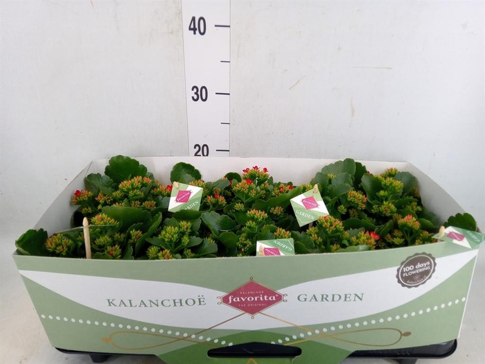 <h4>Kalanchoe blos. 'Lipstick'</h4>