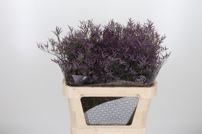<h4>Lim Safora Dark Blue</h4>