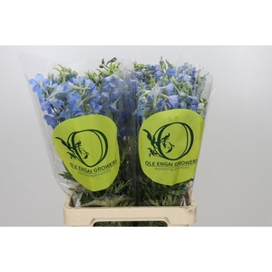 Delphinium Oriental Sky Blue