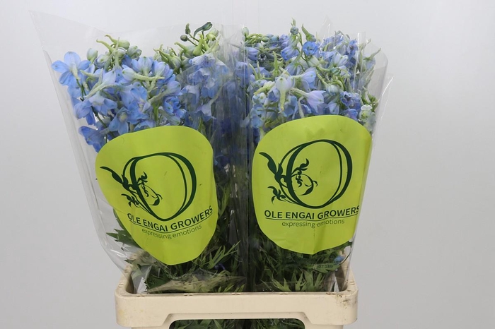 <h4>Delphinium Oriental Sky Blue</h4>