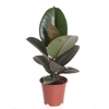 FICUS ELASTICA p12