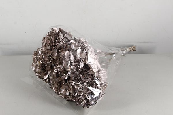 <h4>Df Hydrangea Champagne</h4>
