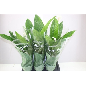 Spathiphyllum Bingo Cupido 3+