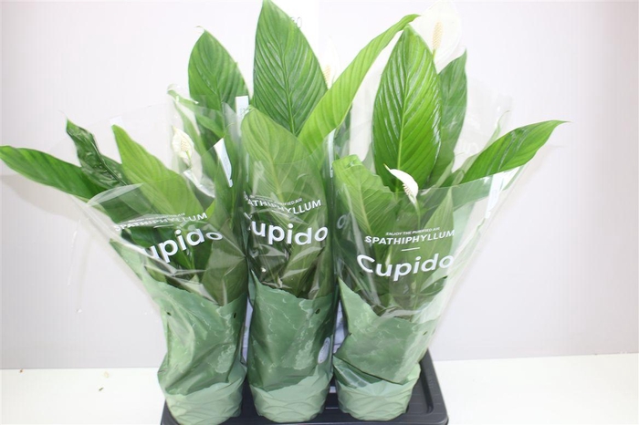 <h4>Spathiphyllum Bingo Cupido 3+</h4>