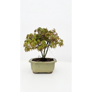 Acer palmatum 'Kiyohime' in various 14cm. pot.