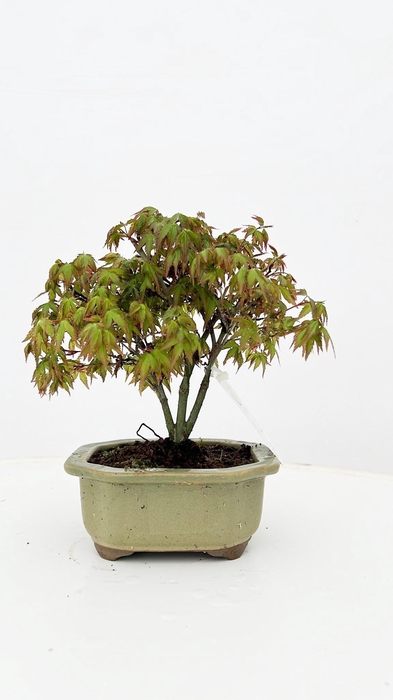 <h4>Acer palmatum 'Kiyohime' in various 14cm. pot.</h4>