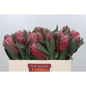 PROTEA RED ICE