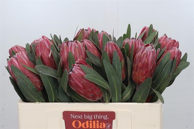 <h4>PROTEA RED ICE</h4>