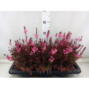 Gaura lindheimeri 'Belleza Dk Pink'