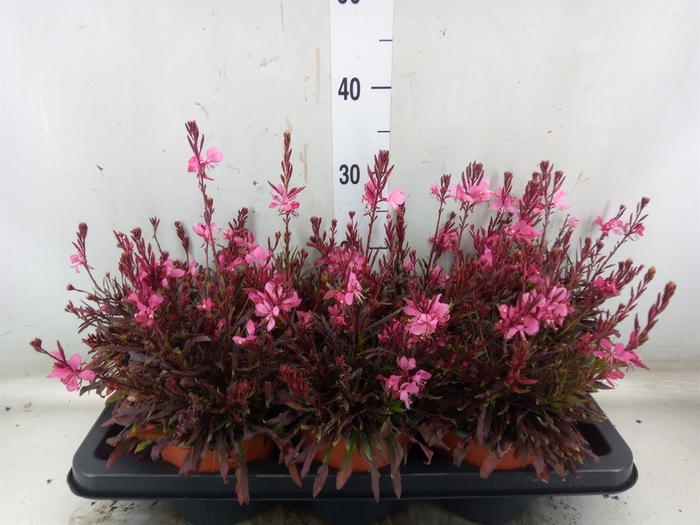 <h4>Gaura lindheimeri 'Belleza Dk Pink'</h4>