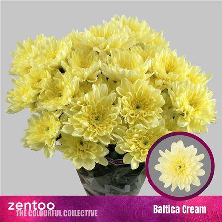 <h4>Chr T Baltica Cream</h4>