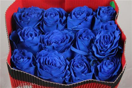 <h4>R Gr Blue Moon Ec</h4>