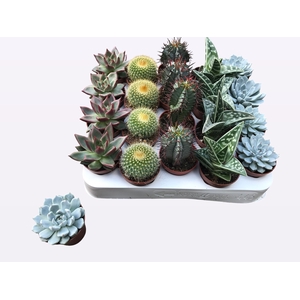 CACTUS + SUCCU GEM