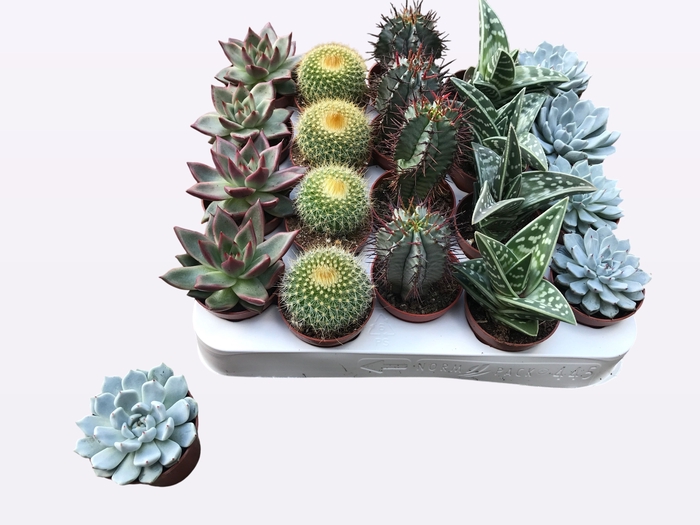 <h4>CACTUS + SUCCU GEM</h4>