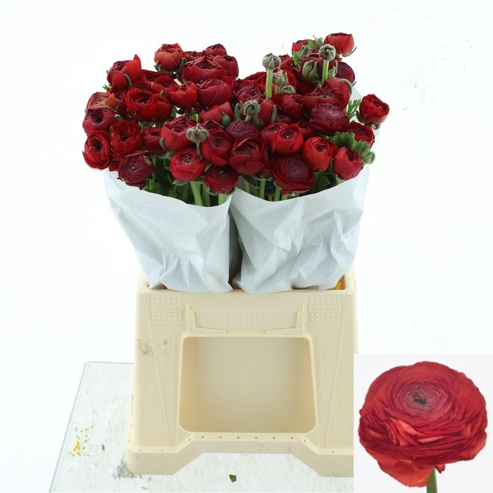 <h4>RAN SU TANGO</h4>