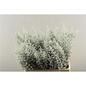 Kochia Scoparia