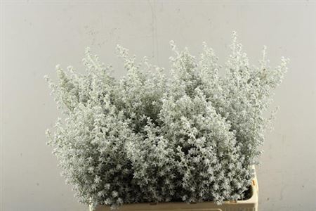 <h4>Kochia Scoparia</h4>