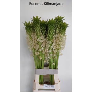 EUCOMIS OV