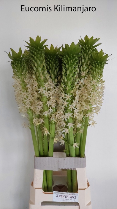 <h4>EUCOMIS OV</h4>
