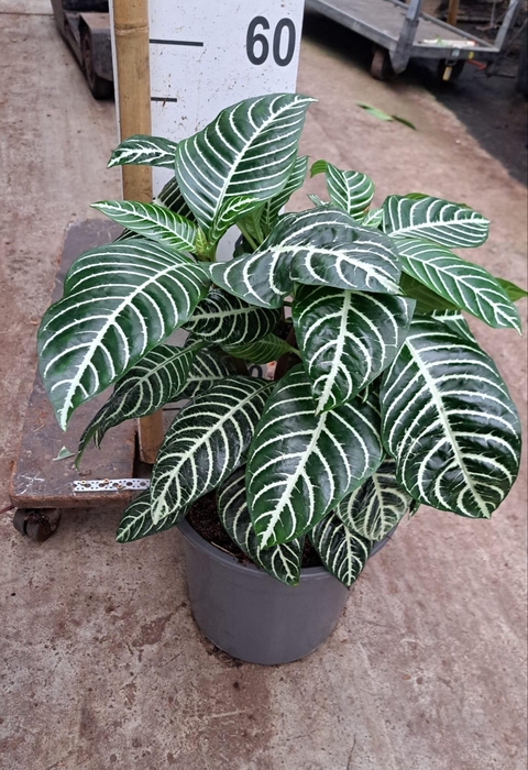 <h4>Aphelandra 'Dania'</h4>