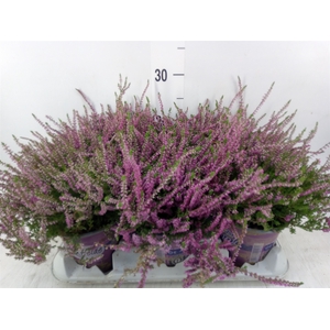 Calluna vulg. 'Eckart Miessner'