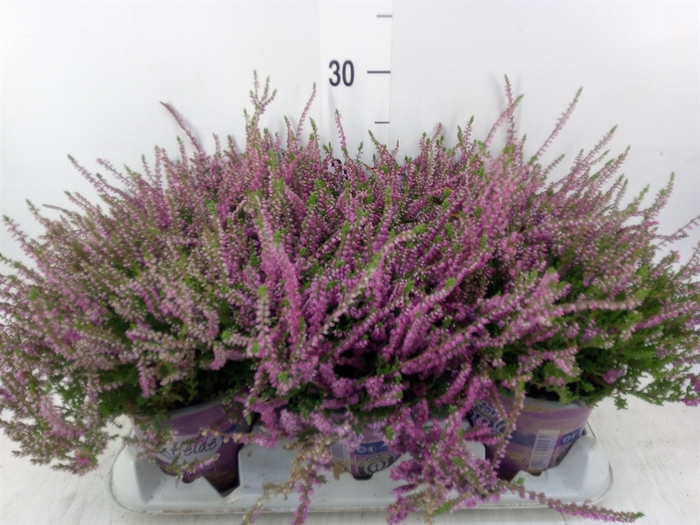 <h4>Calluna vulg. 'Eckart Miessner'</h4>