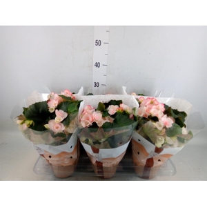 Begonia elat. HL 'Clara'