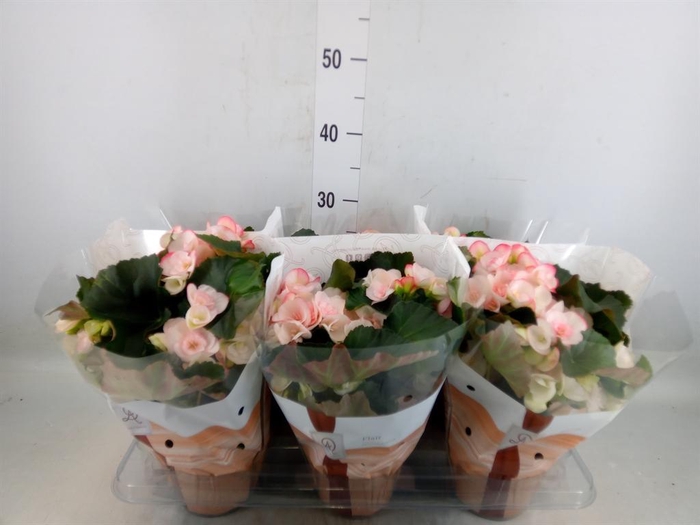 <h4>Begonia elat. HL 'Clara'</h4>