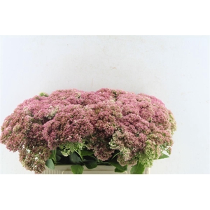 Sedum Spectabile