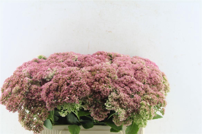 <h4>Sedum Spectabile</h4>