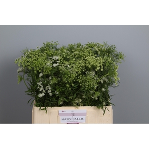 AMMI MAJUS