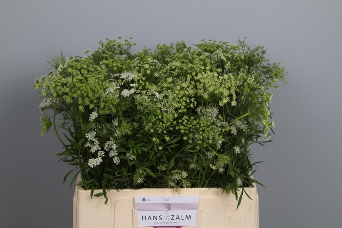 <h4>AMMI MAJUS</h4>