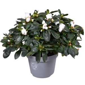 Azalea Vogel wit 13cm
