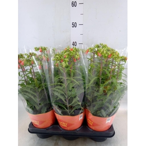 Kalanchoe HG 'Lucky Bells'