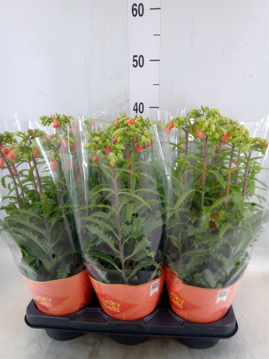 <h4>Kalanchoe HG 'Lucky Bells'</h4>