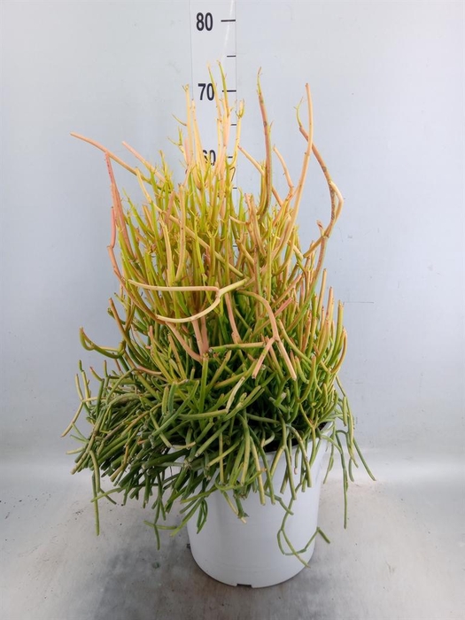 <h4>Euphorbia tirucalli</h4>