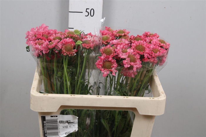 <h4>Scab At Candy Scoop</h4>