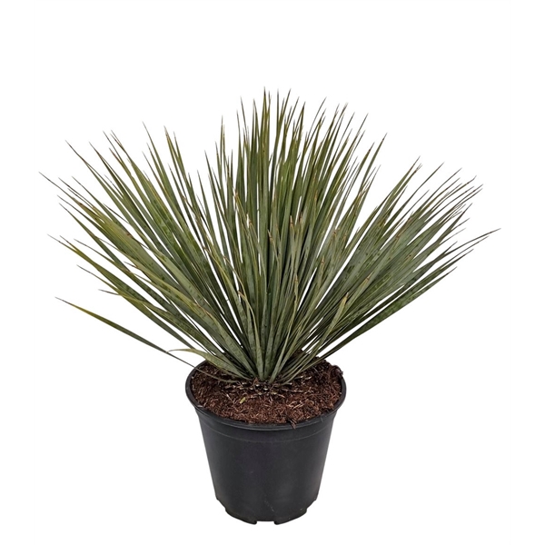 <h4>Yucca Rostrata</h4>