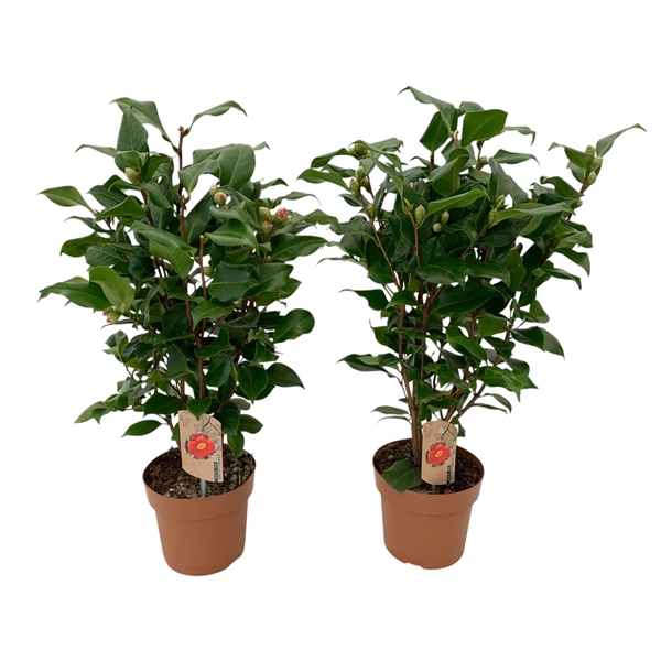 <h4>Camellia Dr King 20-25 knoppen</h4>