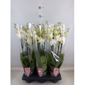 Phalaenopsis  'Ant Inverness'