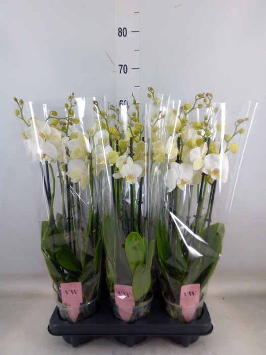 <h4>Phalaenopsis  'Ant Inverness'</h4>