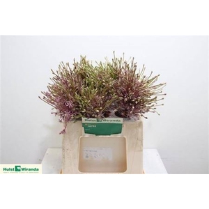 Allium Schubertii