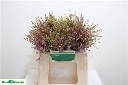 <h4>Allium Schubertii</h4>