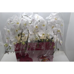 PHALAENOPSIS CASCATA P15 BRANCO MIN 8 FLS
