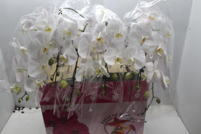 <h4>PHALAENOPSIS CASCATA P15 BRANCO MIN 8 FLS</h4>